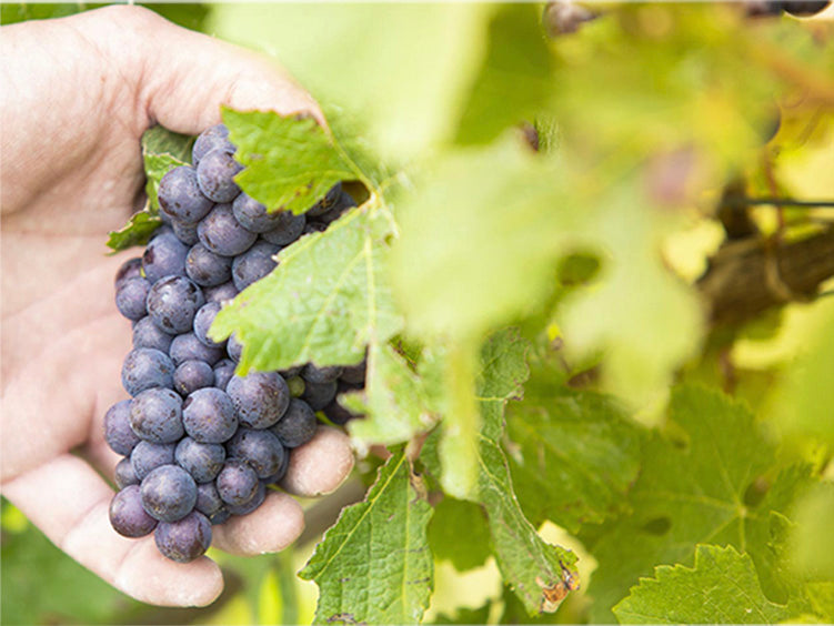 Tour & Tasting
