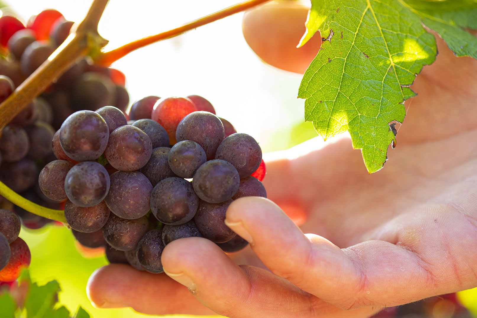 Tour & Tasting for Two Gift Card