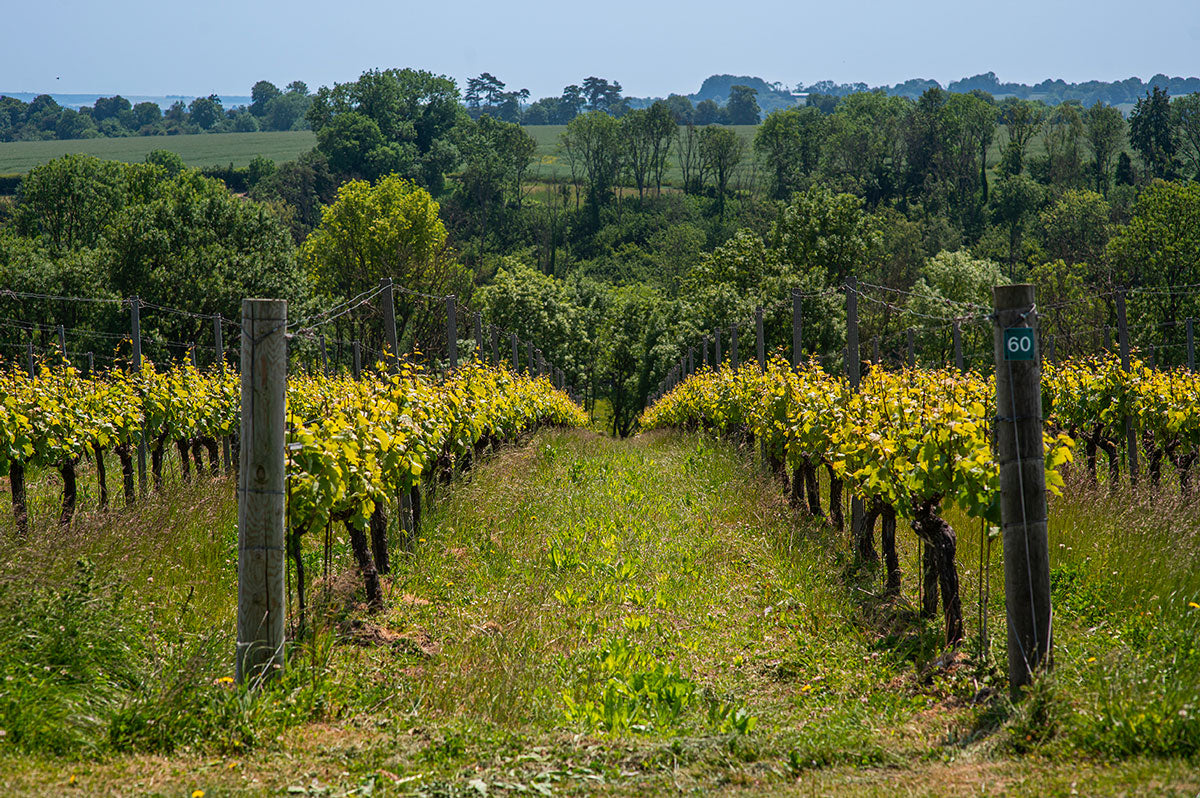 Wine Club Gift Card