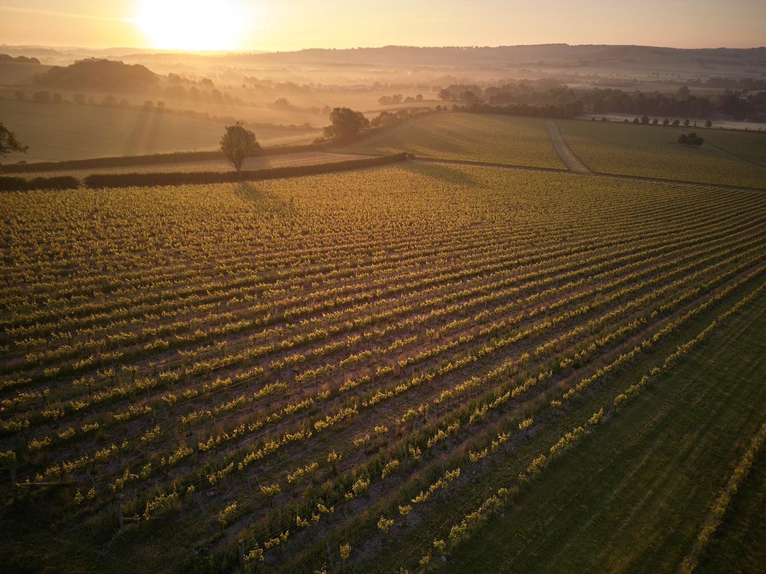 English Wine: Five Things to Know About Hampshire's Wine Region